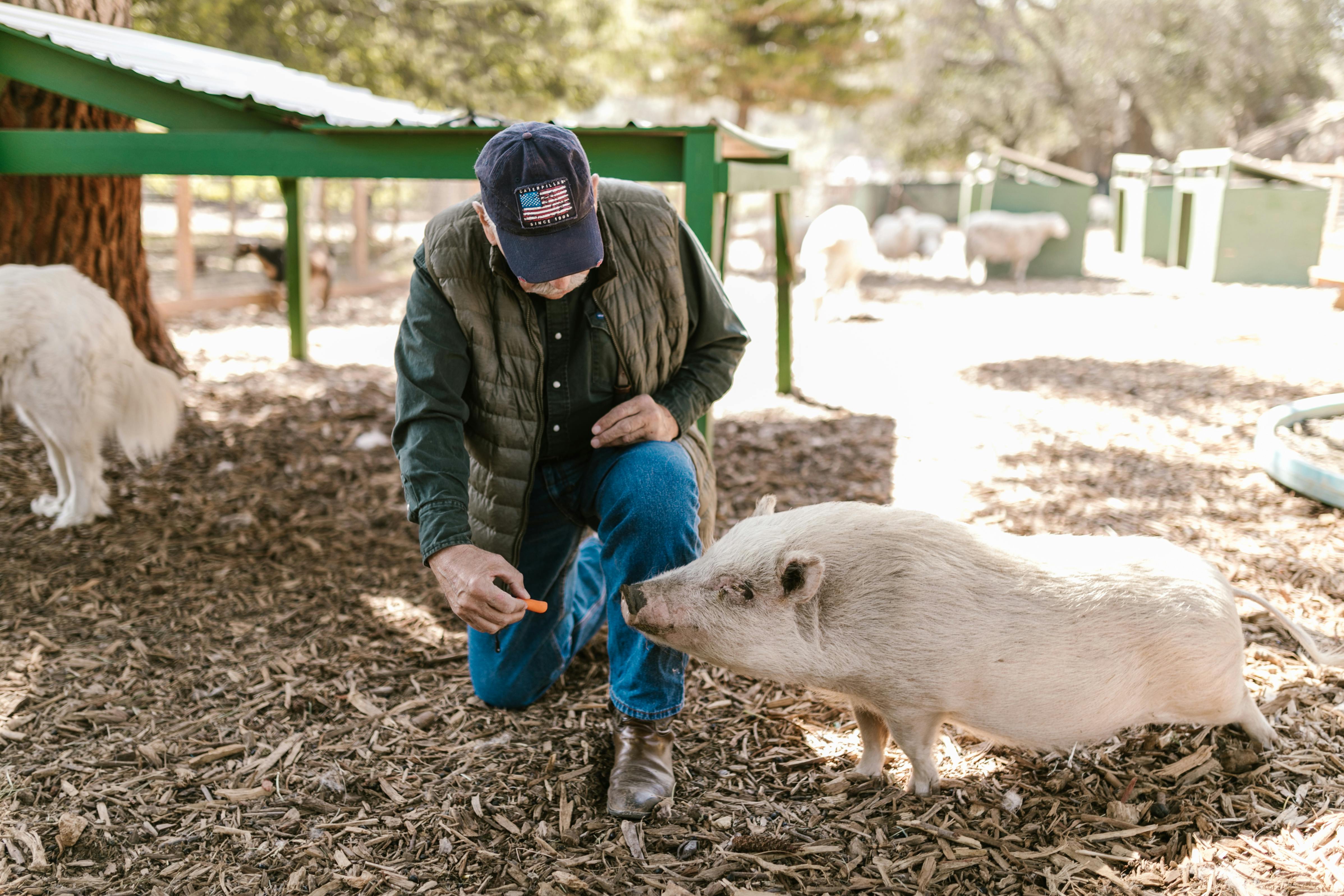 Farmer feeding livestock